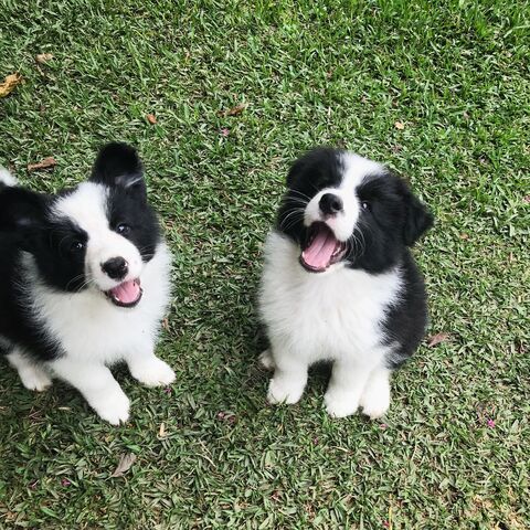 Border-Collie-Welpen