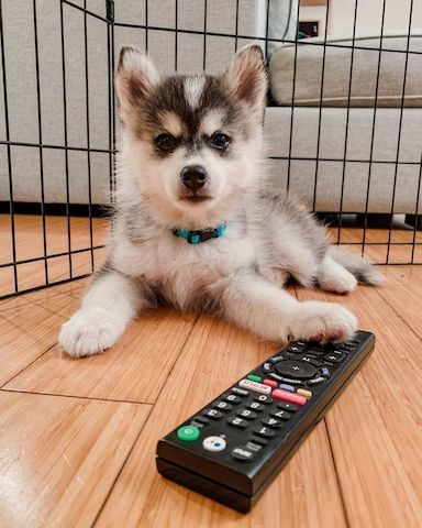 Zwergspitz Pomsky