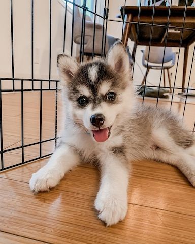 Zwergspitz Pomsky