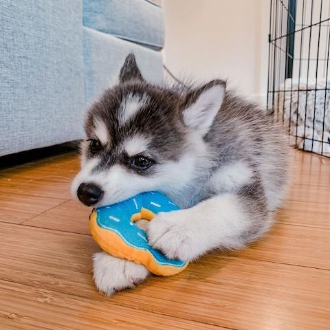 Zwergspitz Pomsky