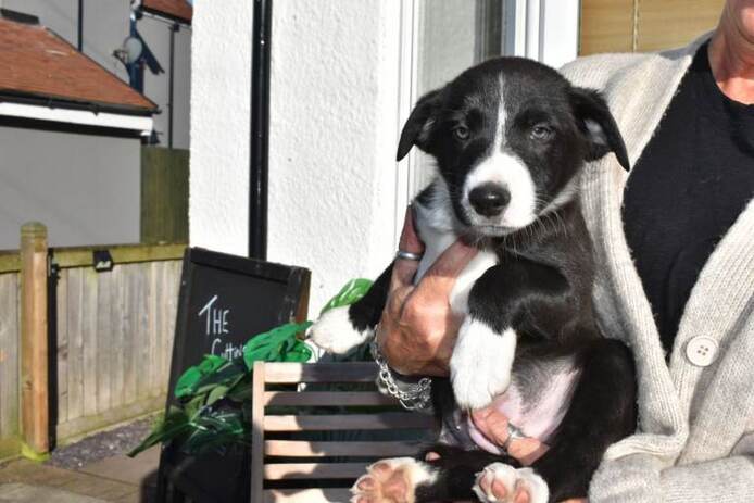 Border-Collie-Welpen