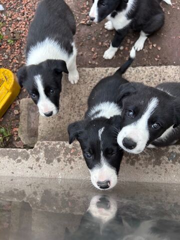Border Collie Welpen