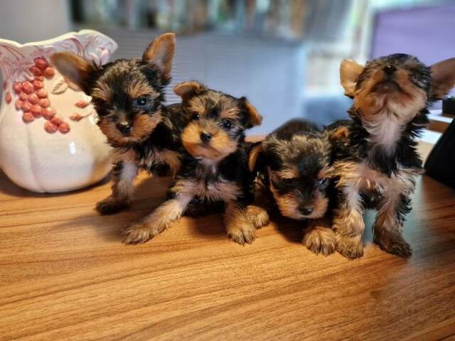 4 wunderschöne Yorkshire Terrier Welpen abzugeben