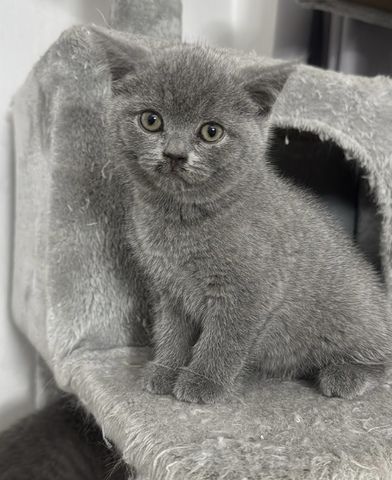Reinrassige BKH kitten ( 3 bereit vergeben ) 