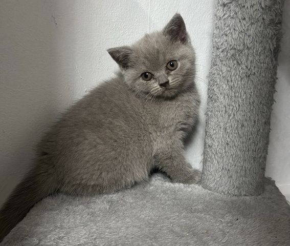 Reinrassige BKH kitten ( 3 bereit vergeben ) 