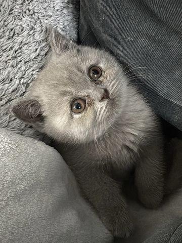 Reinrassige BKH kitten ( 3 bereit vergeben ) 