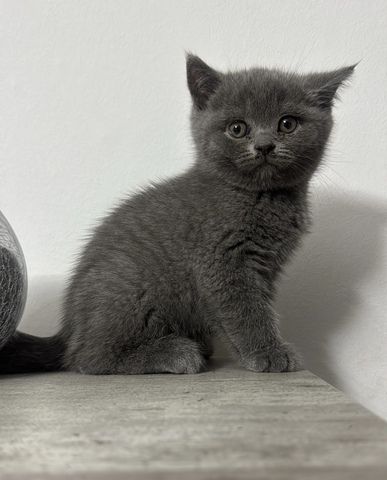 Reinrassige BKH kitten ( 3 bereit vergeben ) 