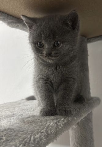 Reinrassige BKH kitten ( 3 bereit vergeben ) 
