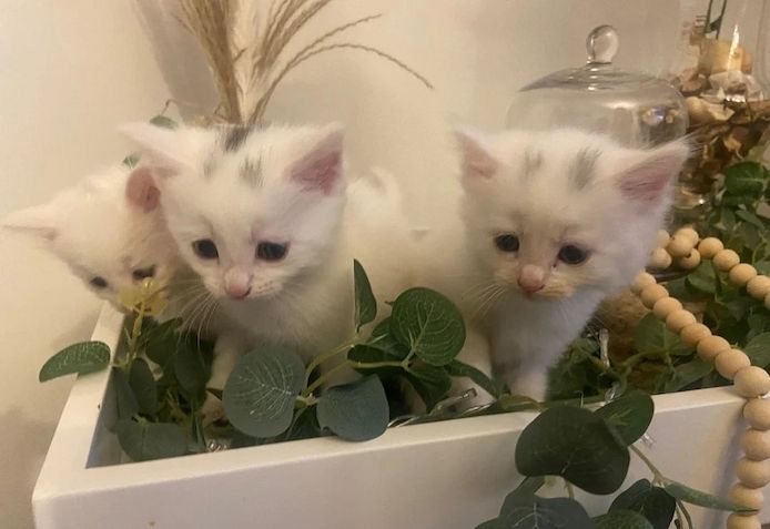 🐾 Zwei bezaubernde Türkisch-Angora-Kätzchen suchen ein Zuhause für immer