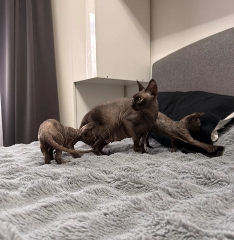wunderschönen Sphynx-Kätzchen