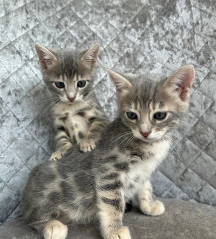 Zwei wunderschöne, blaue Bengal-Kätzchen