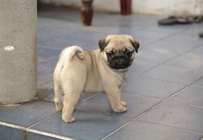 Mops-Welpen zur Abgabe bereit.