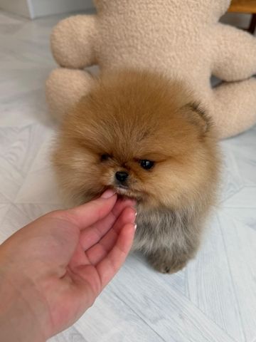 Zwergspitz Pomeranian Welpen