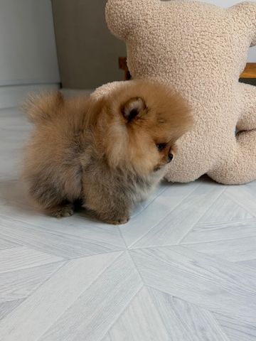 Zwergspitz Pomeranian Welpen