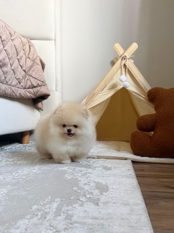 Zwergspitz Pomeranian Welpe
