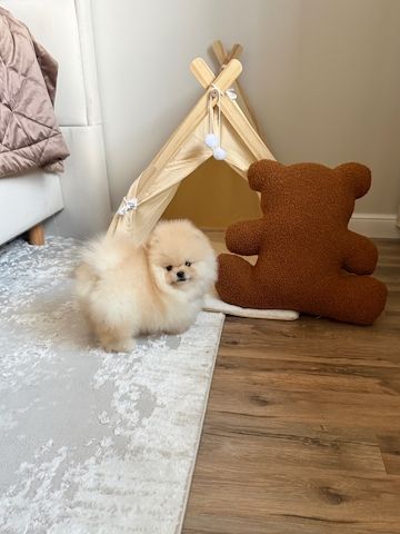 Zwergspitz Pomeranian Welpe