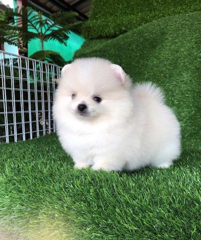 Leipzig: Zwergspitz / Pomeranian Welpen suchen neues Zuhause