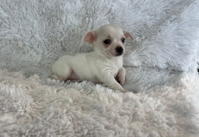 Bad Wiessee - Reinrassige Chihuahua-Welpen zu verkaufen.