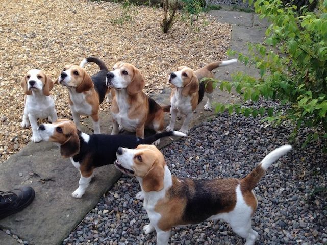 Reinrassige Beagle-Welpen zu verkaufen