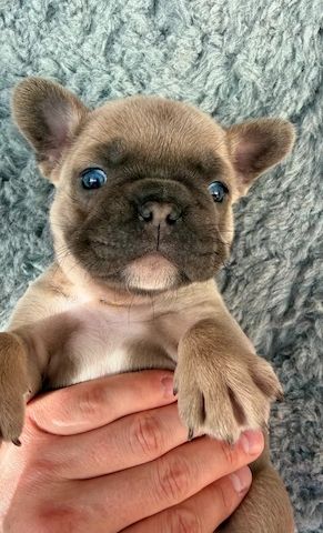 🐾 Bezaubernde Französische Bulldoggen-Welpen suchen ein liebevolles Zuhause ❤️