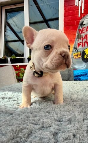 🐾 Bezaubernde Französische Bulldoggen-Welpen suchen ein liebevolles Zuhause ❤️