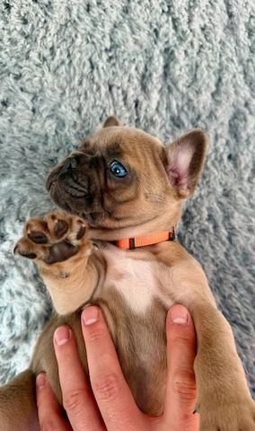 🐾 Bezaubernde Französische Bulldoggen-Welpen suchen ein liebevolles Zuhause ❤️