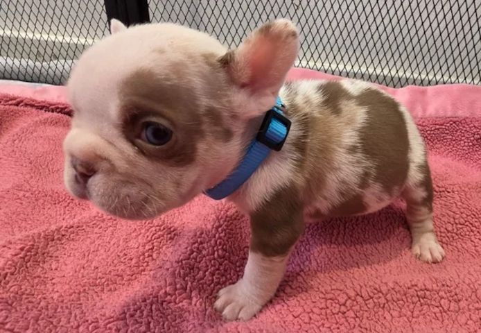 🐾 Bezaubernde Französische Bulldoggen-Welpen suchen ein liebevolles Zuhause ❤️