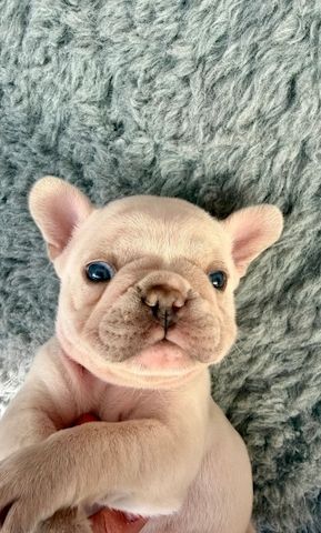 🐾 Bezaubernde Französische Bulldoggen-Welpen suchen ein liebevolles Zuhause ❤️