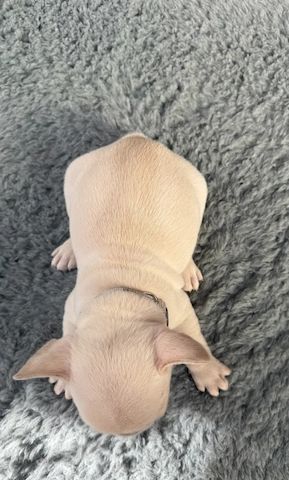 🐾 Bezaubernde Französische Bulldoggen-Welpen suchen ein liebevolles Zuhause ❤️