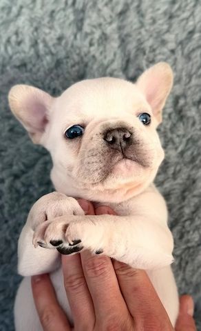 🐾 Bezaubernde Französische Bulldoggen-Welpen suchen ein liebevolles Zuhause ❤️