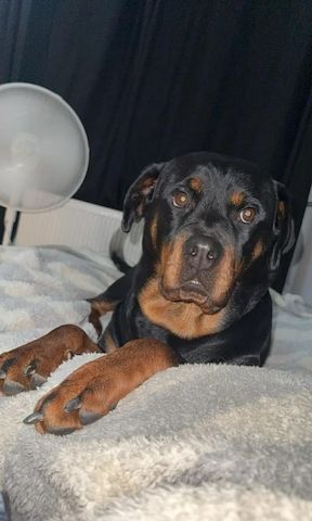 🐾 Wunderschöne weibliche Rottweiler-Welpen 🐾