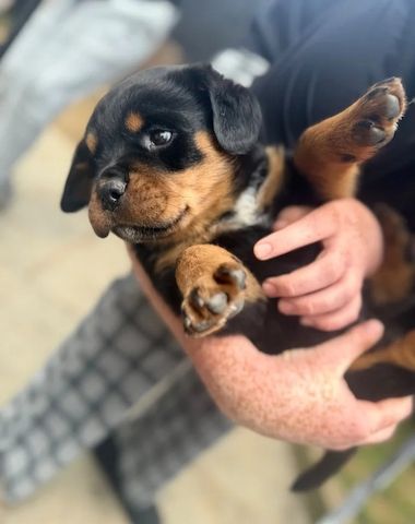 🐾 Wunderschöne weibliche Rottweiler-Welpen 🐾