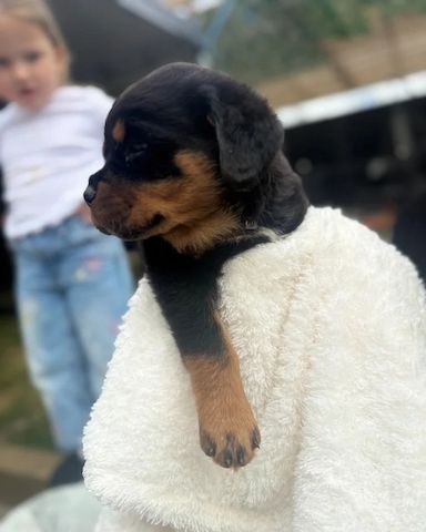 🐾 Wunderschöne weibliche Rottweiler-Welpen 🐾