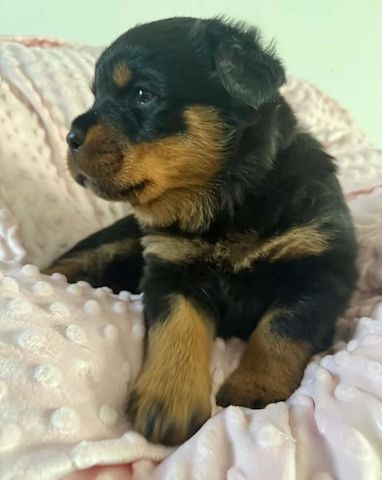 🐾 Wunderschöne weibliche Rottweiler-Welpen 🐾