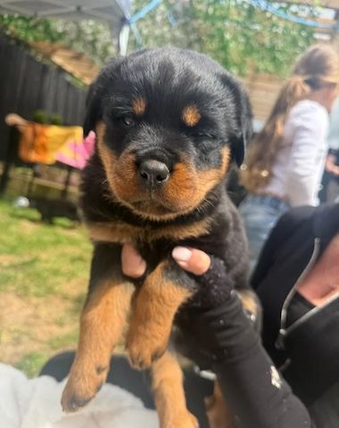 🐾 Wunderschöne weibliche Rottweiler-Welpen 🐾
