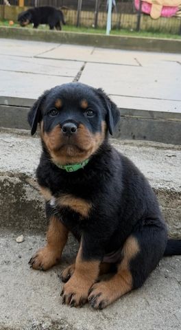 🐾 Wunderschöne weibliche Rottweiler-Welpen 🐾