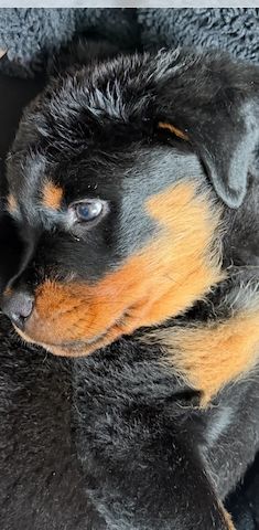 🐾 Wunderschöne weibliche Rottweiler-Welpen 🐾