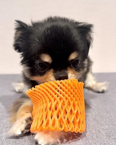 🐾 KC-registrierte Dackel-Zwergwelpen in Dapple-Färbung 🐾