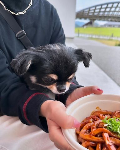🐾 KC-registrierte Dackel-Zwergwelpen in Dapple-Färbung 🐾