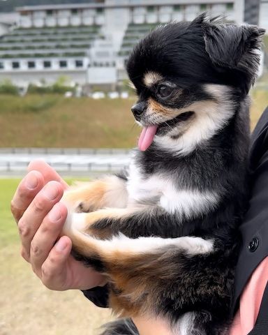🐾 KC-registrierte Dackel-Zwergwelpen in Dapple-Färbung 🐾