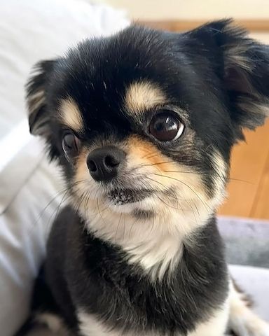 🐾 KC-registrierte Dackel-Zwergwelpen in Dapple-Färbung 🐾