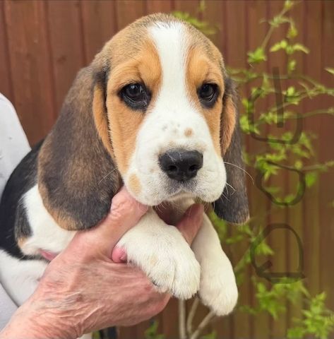 🐾 Zuhause aufgezogene KC-registrierte Beagle-Welpen 🐾