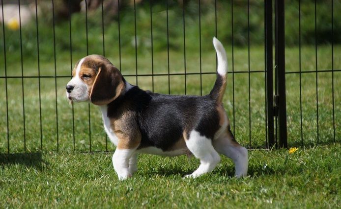 🐾 Zuhause aufgezogene KC-registrierte Beagle-Welpen 🐾