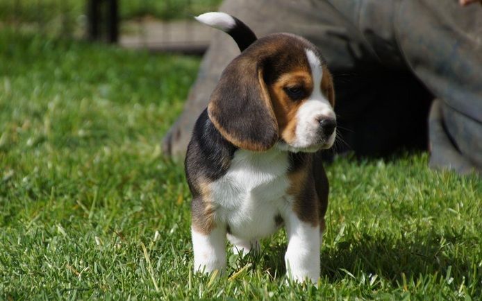 🐾 Zuhause aufgezogene KC-registrierte Beagle-Welpen 🐾