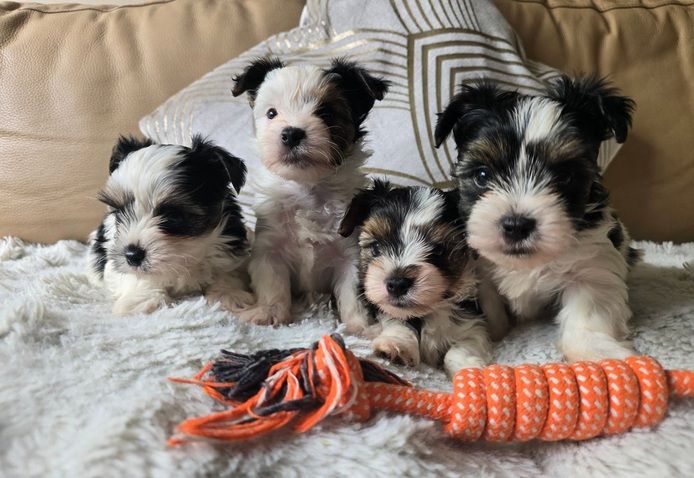 🐾 Yorkshire Terrier Welpen vom lizenzierten Züchter 🐾