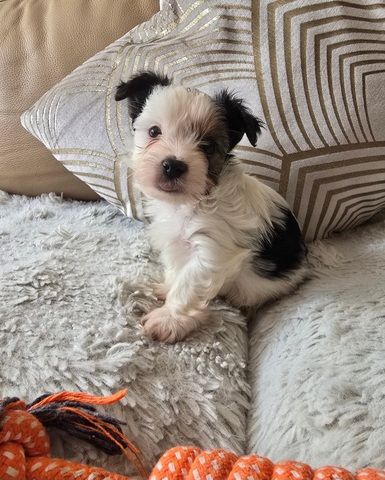 🐾 Yorkshire Terrier Welpen vom lizenzierten Züchter 🐾
