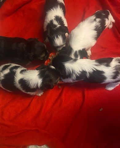 🐾 Yorkshire Terrier Welpen vom lizenzierten Züchter 🐾