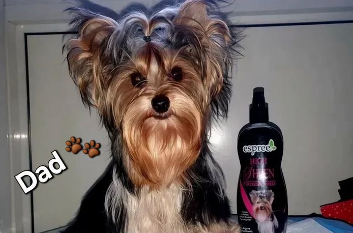 🐾 Yorkshire Terrier Welpen vom lizenzierten Züchter 🐾