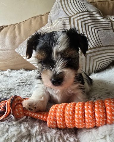 🐾 Yorkshire Terrier Welpen vom lizenzierten Züchter 🐾