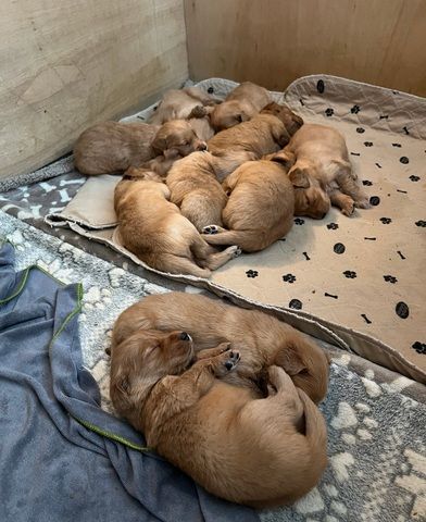 🌟 Stunning Golden Retriever Puppies – Ready 2